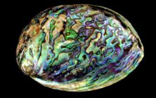 Abalone by 1STone