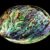 Abalone by 1STone