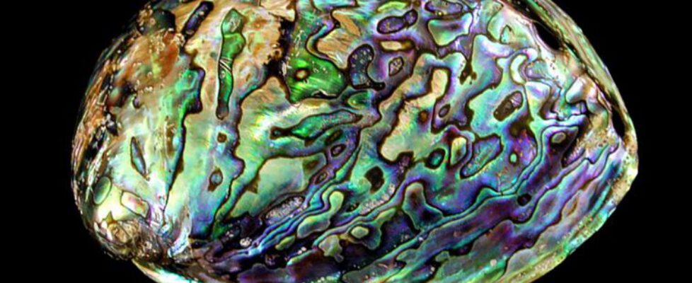 Abalone by 1STone